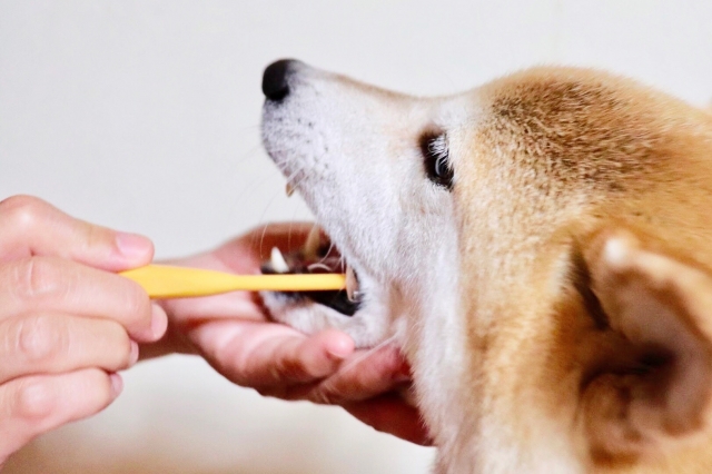 犬も虫歯になる 飼い主さんが知っておきたい サインや予防法zehitomo Journal