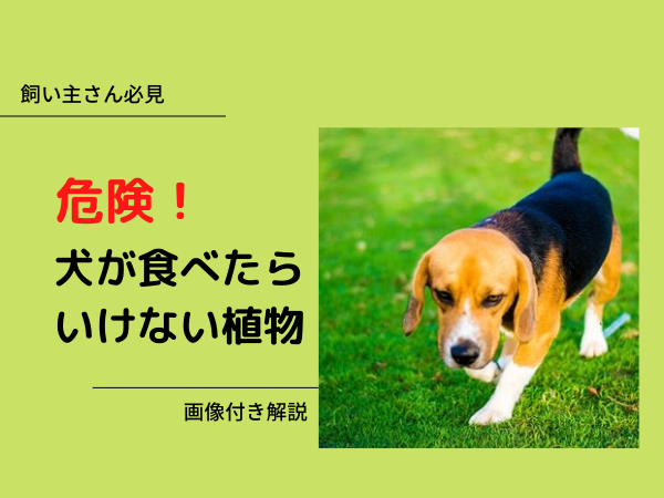 画像で解説 犬が絶対に食べてはいけない危険な植物7選 Zehitomo Journal