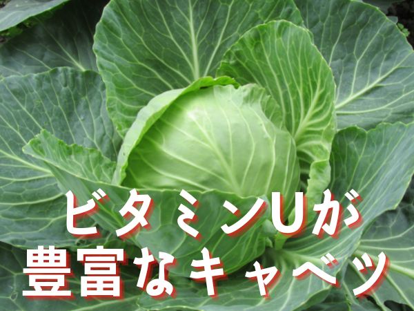 栄養価の高い野菜10選 毎日食べたほうがいい最強野菜と野菜レシピ紹介 ゼヒトモ