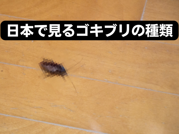 ゴキブリ退治 対策 効果的なアイテムや掃除方法とは ゼヒトモ