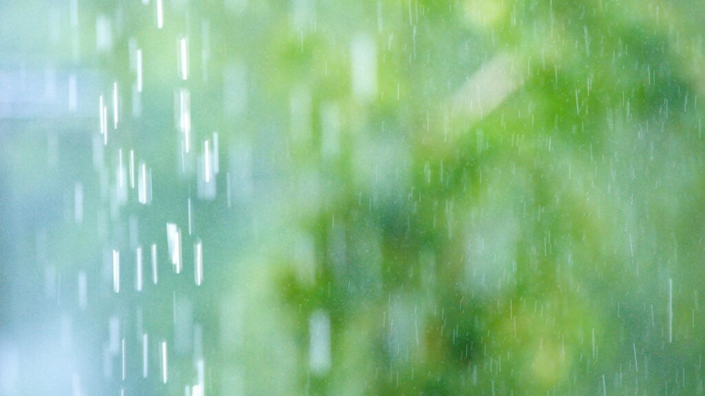 雨の日に除草剤を使うとき注意点