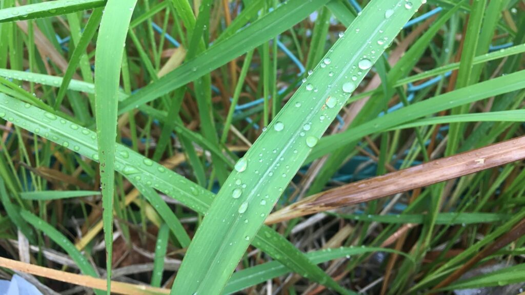 雨の日に除草剤を散布する方法