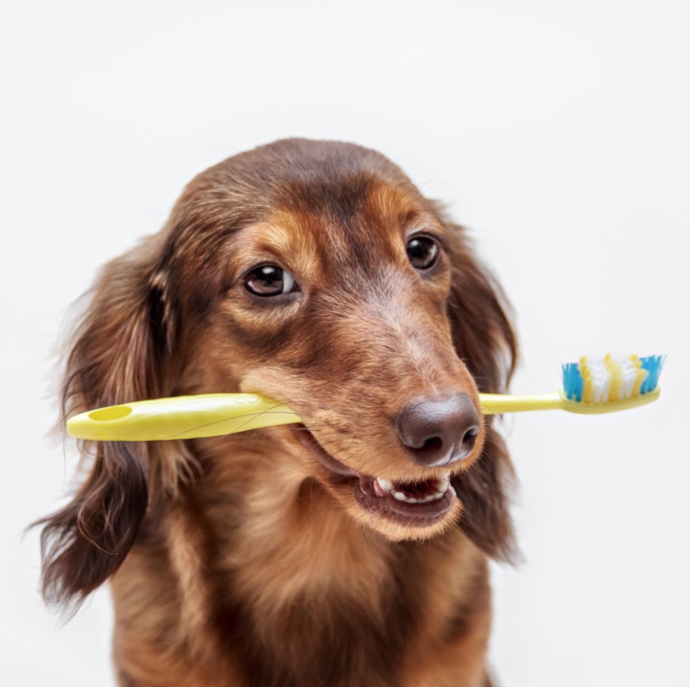 犬も歯磨き 簡単な方法とポイント5つ ゼヒトモ